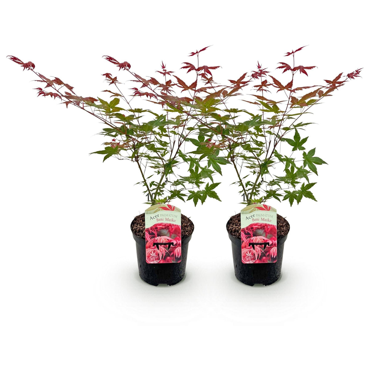 Japanischer Ahorn – Acer palmatum 'Beni Maiko' – 2 Pflanzen – ca. 70 cm hoch – Ø19 cm – tiefgrünes Laub, herbstlich scharlachrot – Balkonpflanze & Beetpflanze 