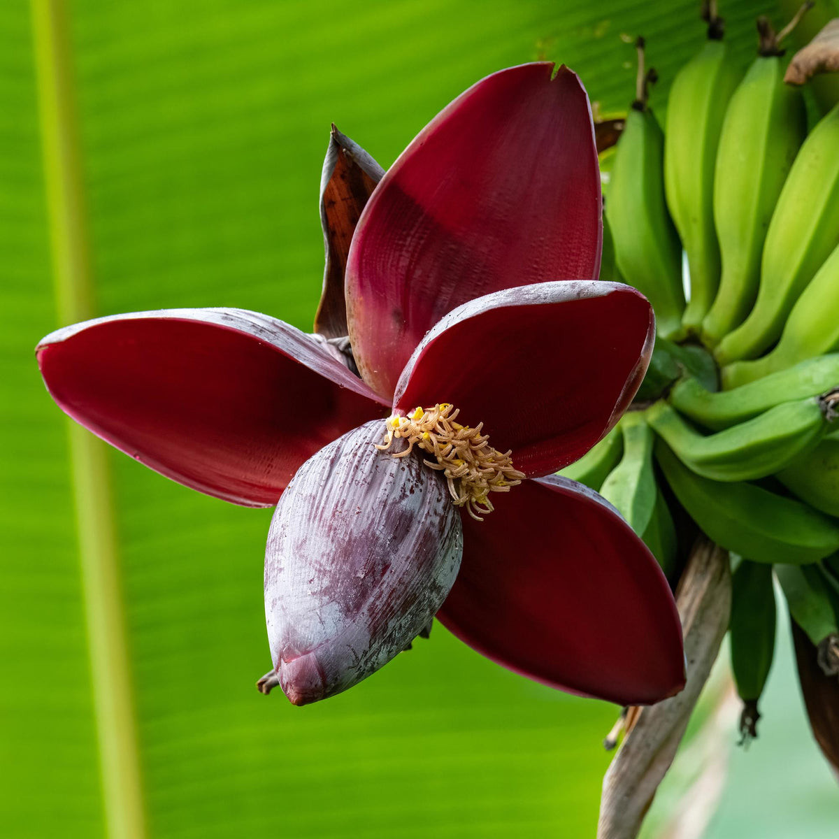 Bananenpflanze Musa sikkimensis Red Tiger – 2 Pflanzen – Winterhart – Obstpflanze – Ø17 cm, Höhe ca. 40 cm – Exotische Gartenbanane mit auffälligen rot-grünen Blättern 