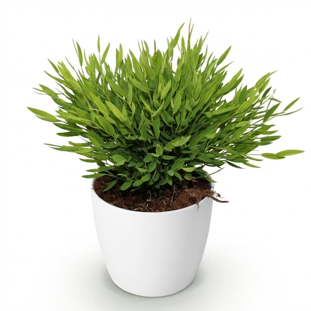 Green boutiQ - Zimmerpflanze - Bamusa Pogonatherum Monica - Bambusgras - Haustierfreundliche Pflanze - Grün - 1 Pflanze - mit Potter Weiß - Topf 12cm - Höhe 20cm 