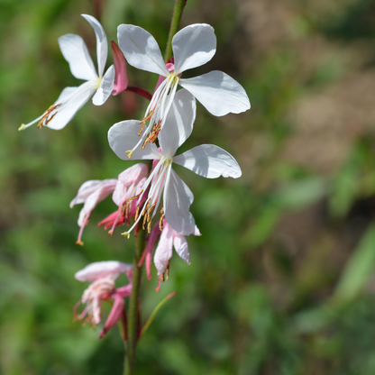 Gaura lindheimeri Prachtkerze – Ø9cm – Höhe 10-25cm – Weiße Rosa Blüten – Sommerblühende Staude – Ansicht 6