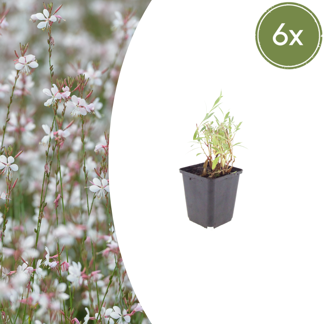 Gaura lindheimeri Prachtkerze – Ø9cm – Höhe 10-25cm – Weiße Rosa Blüten – Sommerblühende Staude – Ansicht 7