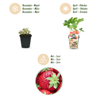 Erdbeere Fragaria Elvira winterhart 3 Pflanzen Höhe 30cm Ø9cm – Rote Erdbeere für Beet Balkon & Topf – Pflegeleichte Obstpflanze mit hohem Ertrag 