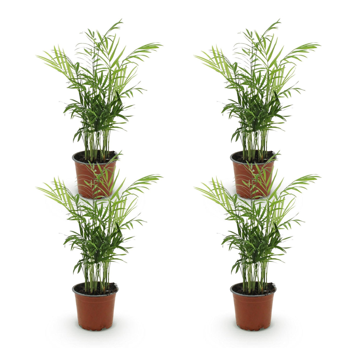 Green boutiQ - Zimmerpflanze - Chamaedorea elegans - Goldpalme - Haustierfreundlich - Grün - 4 Pflanzen - Topf 12cm - Höhe 35-40cm 