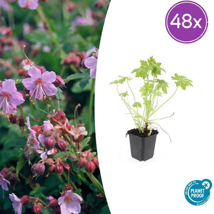 Geranium macrorrhizum – Bodendecker – 48 Pflanzen – Ø9cm – ↕10–25cm – Duftendes Laub & helle Blüten – Pflegeleicht & winterhart – Für Schatten & Sonne 