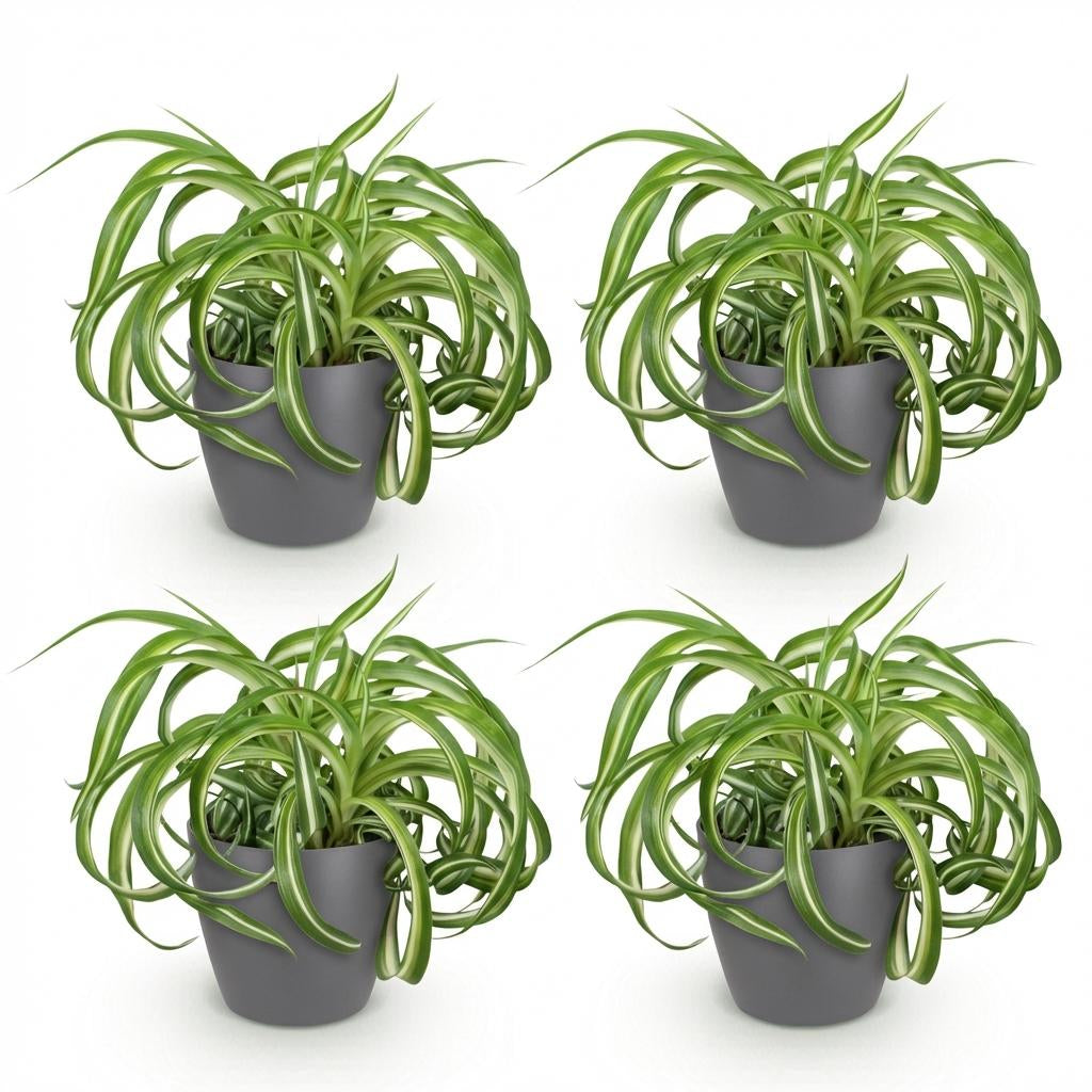 Green boutiQ - Zimmerpflanze - Chlorophytum comosum Bonnie - Lockige Graslilie - Haustierfreundliche Pflanze - Grün - 4 Pflanzen - mit Potter Grau - Topf 12cm - Höhe 20cm 