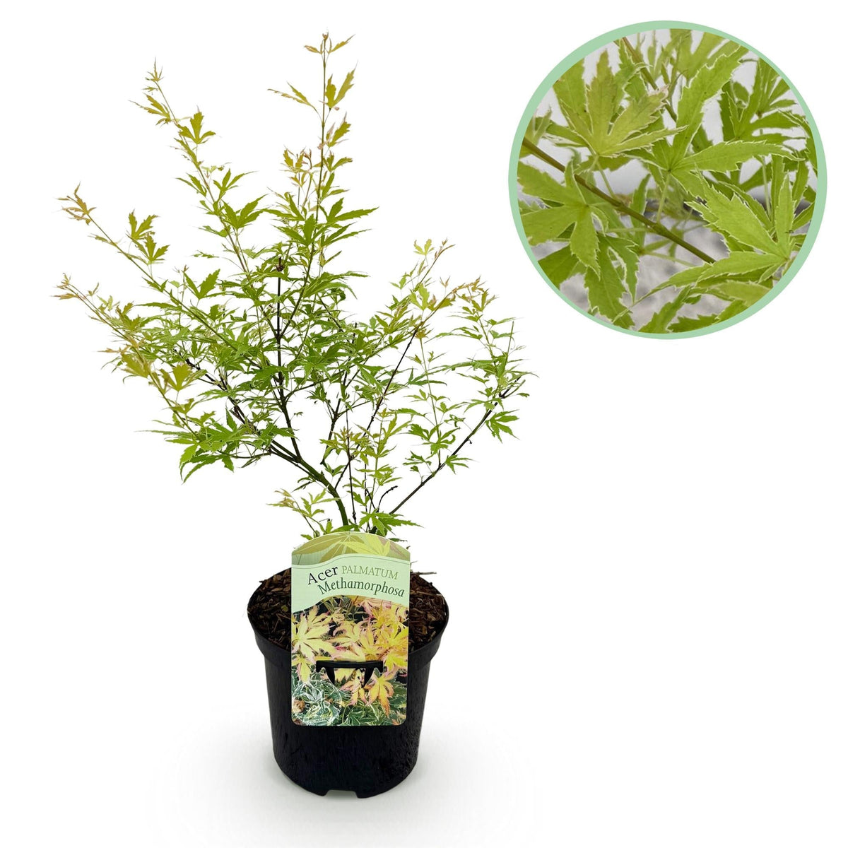 Japanischer Ahorn – Acer palmatum Metamorphosa – 70 cm hoch – im 19 cm Topf – Balkonpflanze & Zierbaum – Grünes Frühlingslaub, rote Herbstfärbung – Ideal für Beet & Kübel 