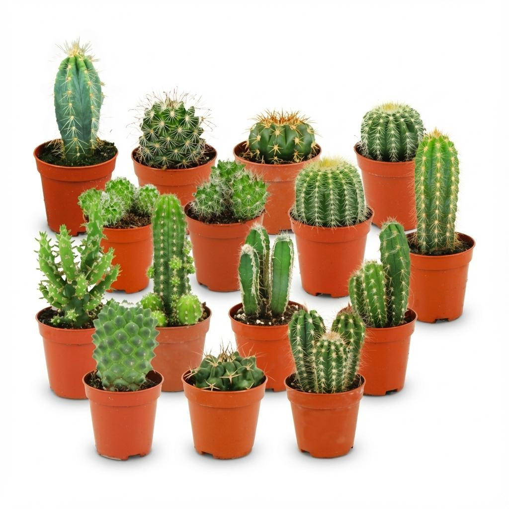 Mini Kaktus Set – 15 Kakteen – Ø5,5cm – Höhe 5–10cm – Pflegeleichte Zimmerpflanzen – Kleine Kakteen für Fensterbank Büro & Wohnraum 