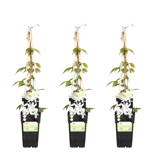 Waldrebe - Clematis Montana 'Grandiflora' – 3 Pflanzen - Winterharte Kletterpflanze – Ø15 cm Topf – Ca. 65 cm hoch – Weiße duftende Blüten – Ideal für Pergola, Zaun & Wand 