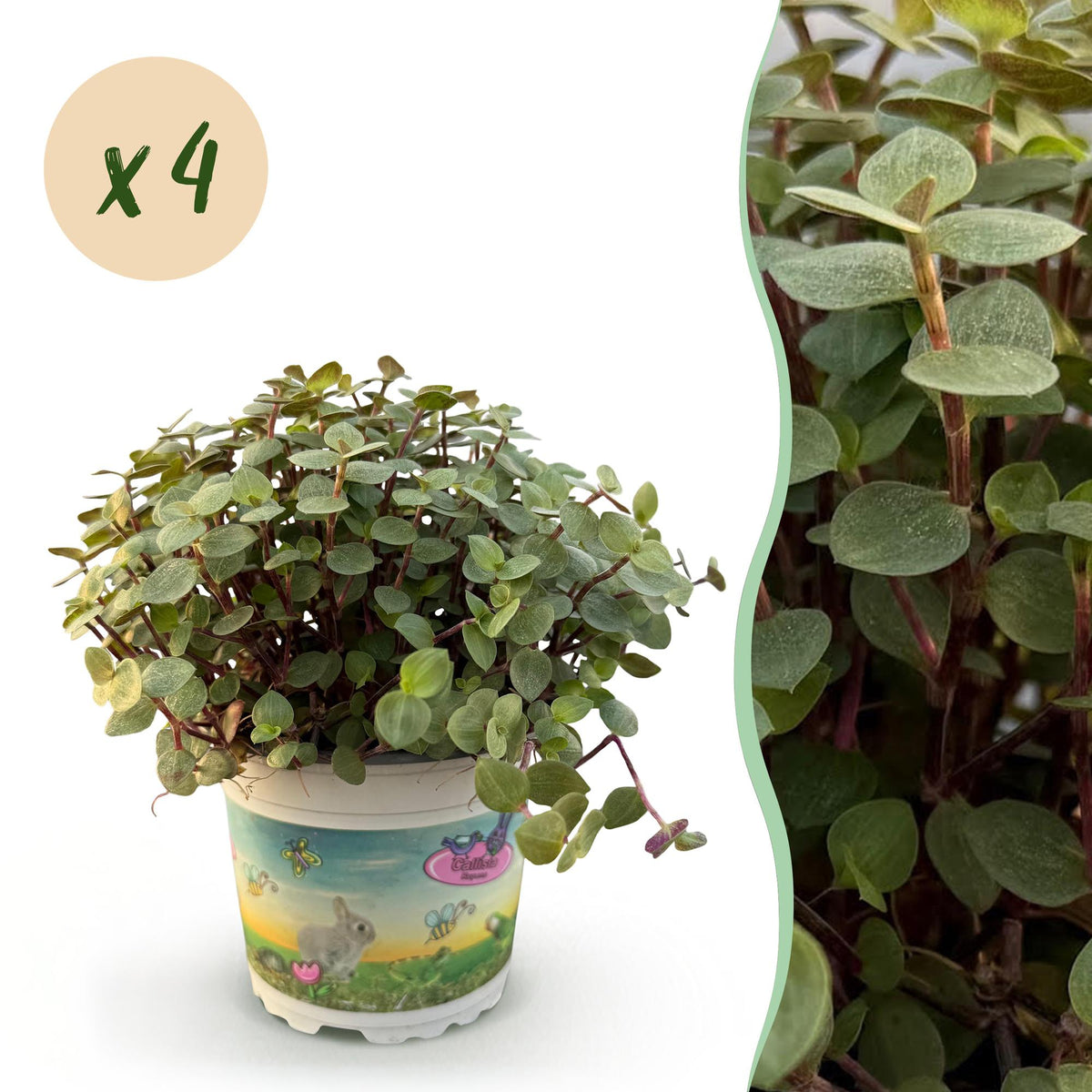 Green boutiQ - Zimmerpflanze - Calissia repens - Katzengras - Haustierfreundlich - Grün - 4 Pflanzen - Topf 12cm - Höhe 17-20cm 