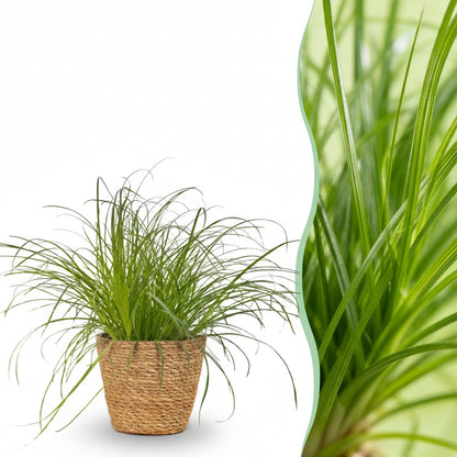 Green boutiQ - Zimmerpflanze - Cyperus alternifolius Zumula - Katzenpflanze - Haustierfreundliche Pflanze - Grün - 1 Pflanze - mit Korb - Topf 12cm - Höhe 20cm 