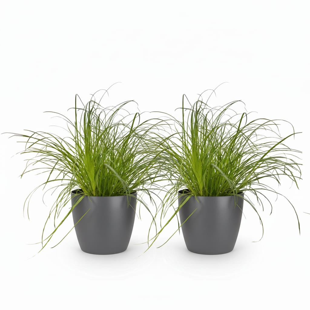 Green boutiQ - Zimmerpflanze - Cyperus alternifolius Zumula - Katzenpflanze - Haustierfreundliche Pflanze - Grün - 2 Pflanzen - mit Potter Grau - Topf 12cm - Höhe 20cm 