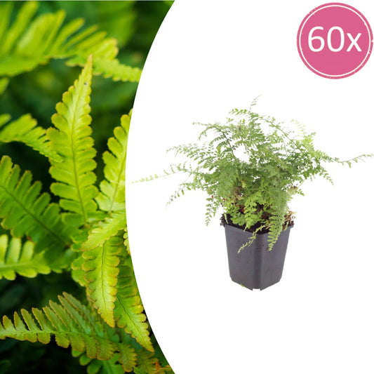 Polystichum setiferum Herrenhausen – 60 Pflanzen – Ø9cm – Höhe 10-25cm – Immergrüner Farn – Schattenstaude für Beet, Gehölzrand & Flächenpflanzung - Oasis of Life