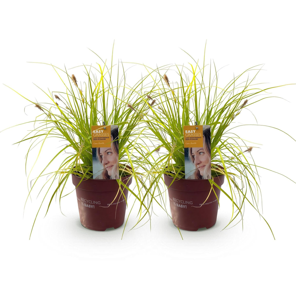 Japansegge Carex oshimensis Everillo – 2 Pflanzen Ø17cm – Immergrün – Pflegeleicht – Leuchtend gelbe Blätter – Ziergras Höhe ca. 50cm 