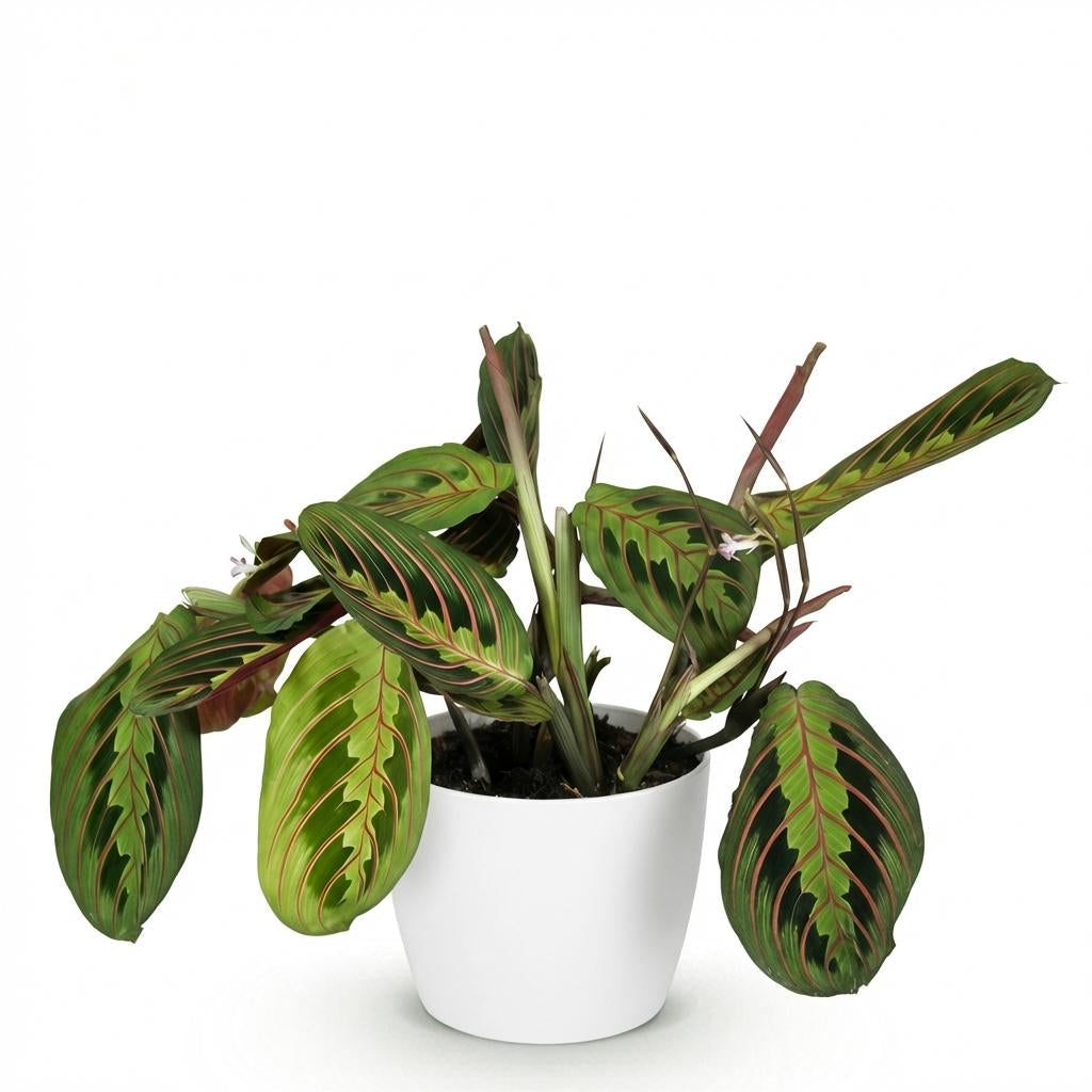 Green boutiQ - Zimmerpflanze - Maranta Fascinator Tricolour - Gebetsblatt - Haustierfreundliche Pflanze - Grün - 1 Pflanze - mit Potter Weiß - Topf 12cm - Höhe 25cm 
