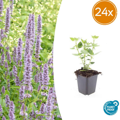 Agastache 'Blue Fortune' – lavendelblaue Blüten – 24 Pflanzen – bienenfreundlich – pflegeleicht – Duftstaude – Ø9cm – ↕10–25cm 