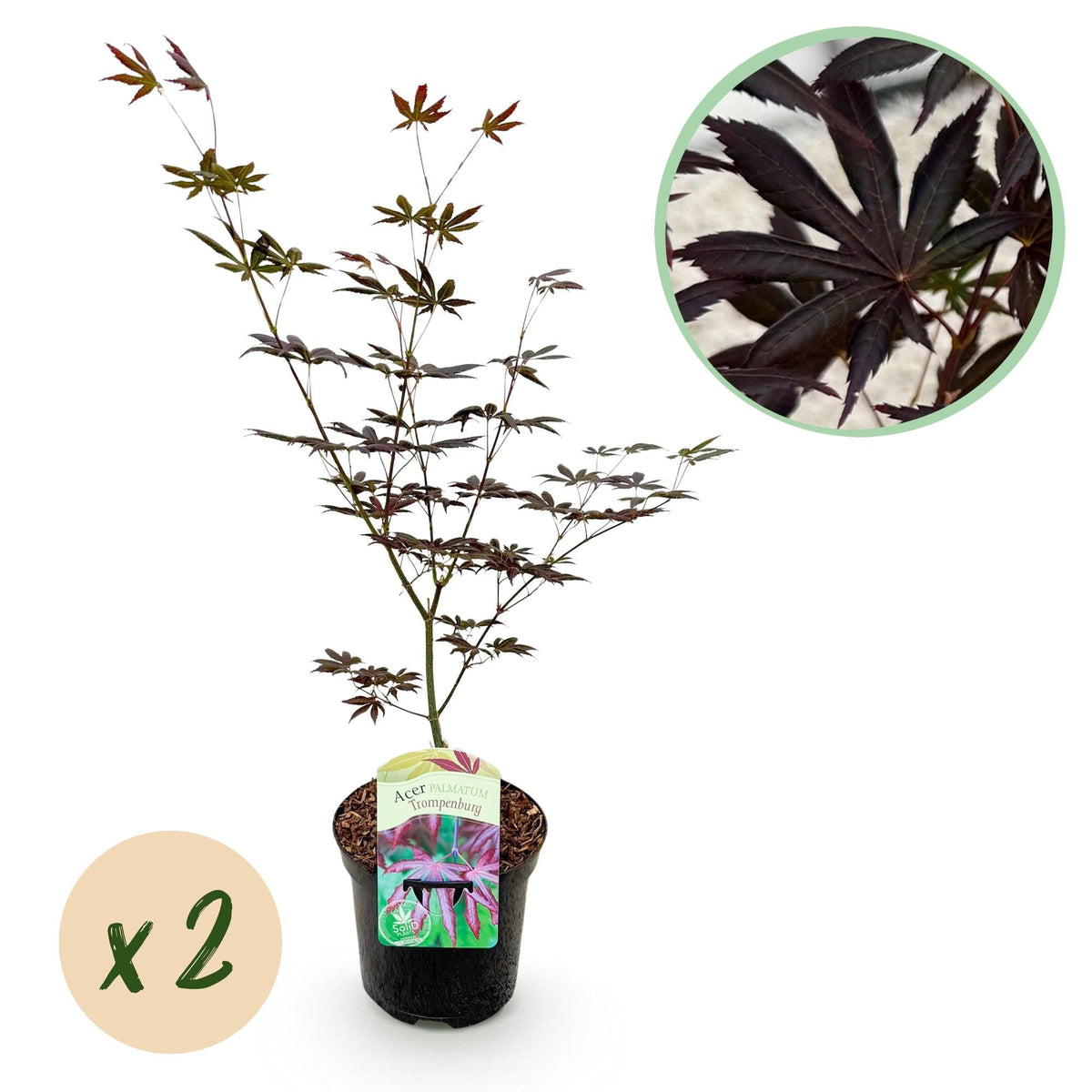 Japanischer Ahorn – Acer palmatum 'Trompenburg' – 2 Pflanzen – ca. 70 cm hoch –  Ø19 cm – dunkelviolette Blätter – Balkon- & Gartenpflanze 