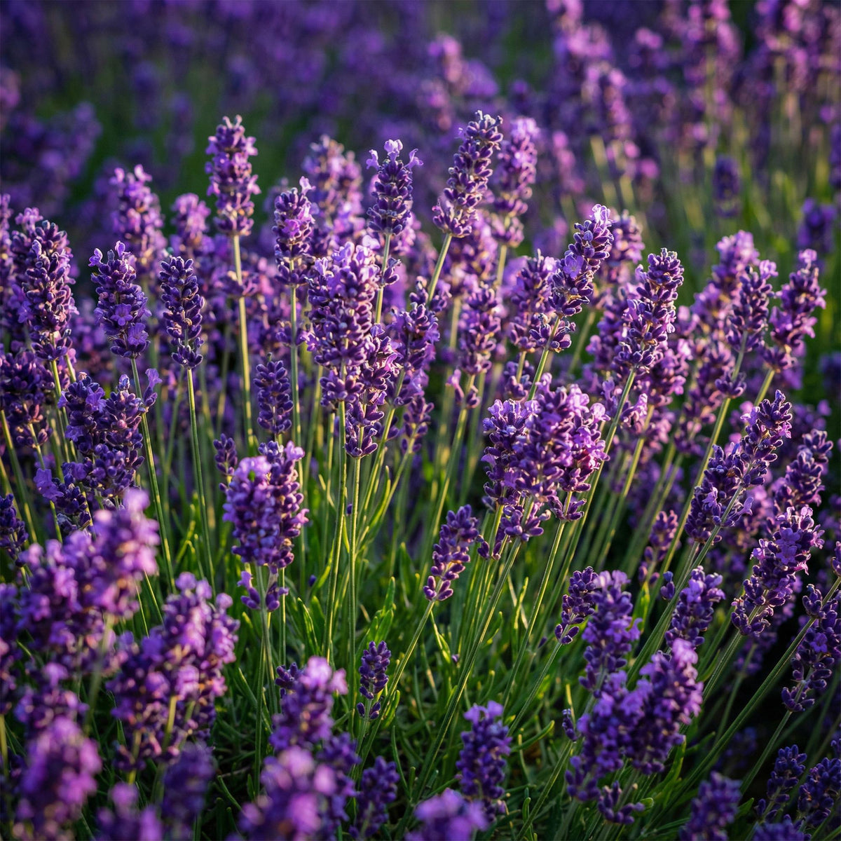 Green boutiQ - Gartenpflanze - Lavandula angustifolia Munstead - Lavendel - Winterhart - Lila - 3 Pflanzen - Topf 12cm - Höhe 15-25cm 