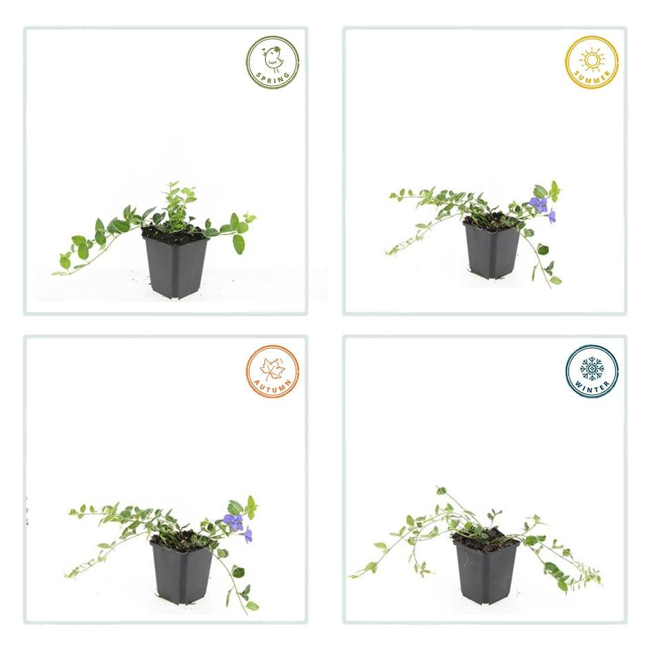 Kleinblättriges Immergrün Vinca minor 'Ralph Shugert' – ↕10-25cm – Ø9cm – 6 Pflanzen – Lavendelfarbene Blüten – Immergrün & pflegeleicht – Schattentauglicher Bodendecker 