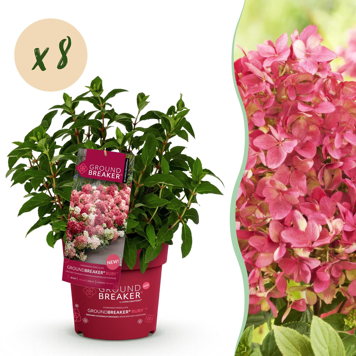 Green boutiQ - Gartenpflanze - Hydrangea panniculata Groundbreaker Ruby - Rispenhortensie - Winterhart - Rot - 8 Pflanzen - Topf 14cm - Höhe 20-25cm 