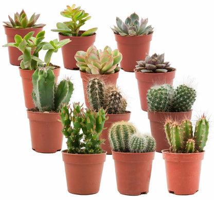 Kakteen & Sukkulenten Mix – 12 Pflanzen – Ø5,5cm – Höhe 5–10cm – Echte Mini Kakteen & Sukkulenten – Pflegeleichte Zimmerpflanzen für Deko & Geschenk 