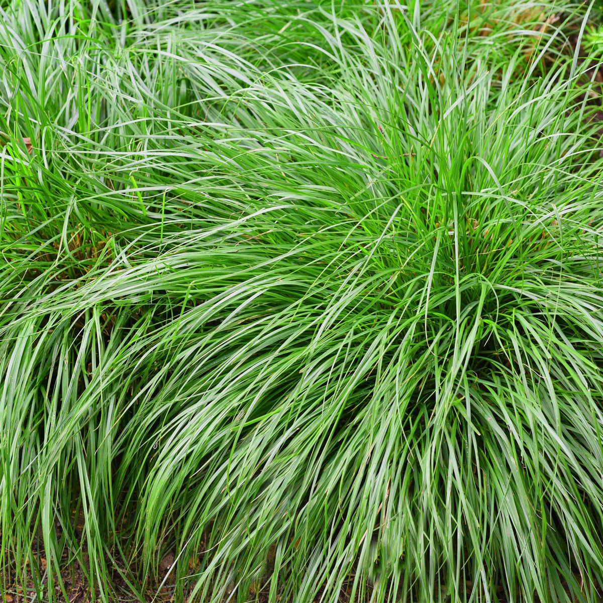 Japansegge Carex oshimensis Intense Green – 2 Pflanzen Ø17cm – Immergrün – Pflegeleicht – Lebhaft grüne Blätter – Ziergras Höhe ca. 50cm 