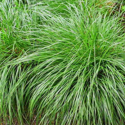 Japansegge Carex oshimensis Intense Green – 2 Pflanzen Ø17cm – Immergrün – Pflegeleicht – Lebhaft grüne Blätter – Ziergras Höhe ca. 50cm 