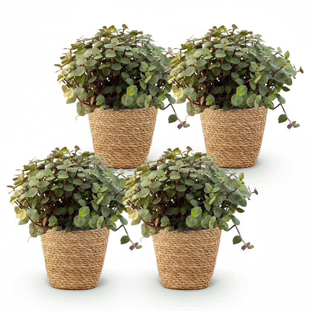 Green boutiQ - Zimmerpflanze - Calissia repens - Katzengras - Haustierfreundlich - Grün - 4 Pflanzen - mit Korb - Topf 12cm - Höhe 17-20cm 