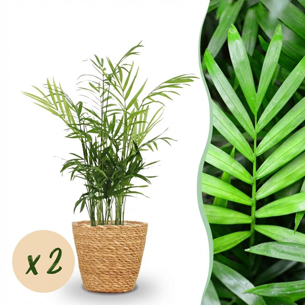 Green boutiQ - Zimmerpflanze - Chamaedorea elegans - Goldpalme - Haustierfreundliche Pflanze - Grün - 2 Pflanzen - mit Korb - Topf 12cm - Höhe 15cm 