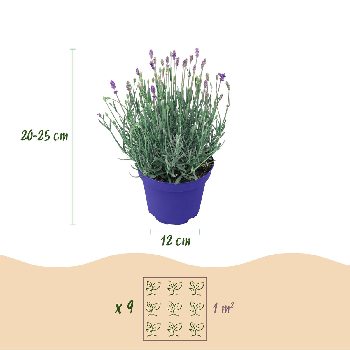Green boutiQ - Gartenpflanze - Lavandula angustifolia Hidcote - Lavendel - Winterhart - Lila - 6 Pflanzen - Topf 12cm - Höhe 15-25cm 