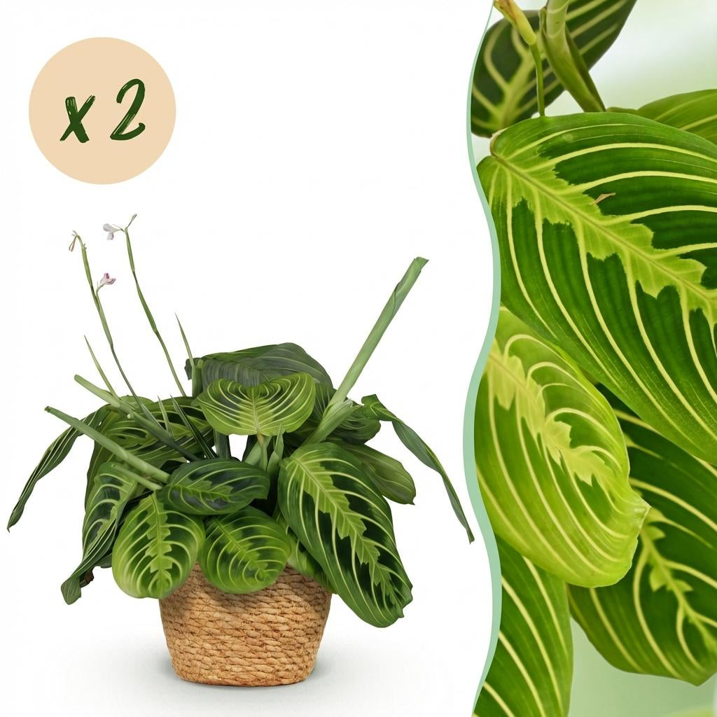 Green boutiQ - Zimmerpflanze - Maranta Fascinator Lemon Lime - Gebetspflanze - Haustierfreundliche Pflanze - Grün - 2 Pflanzen - mit Korb - Topf 12cm - Höhe 25cm 