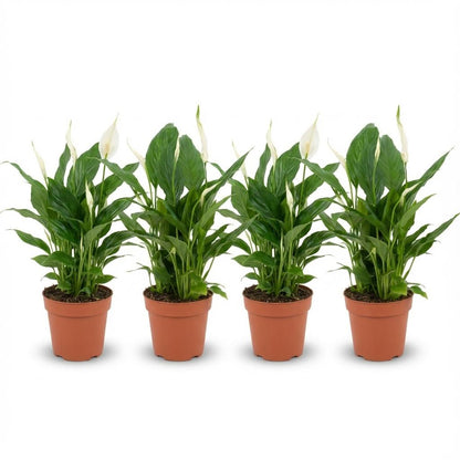 Spathiphyllum Einblatt – 4 Pflanzen – Ø12cm – Höhe 35–40cm – Luftreinigende Zimmerpflanze – Weiße Blüten – Ideal für Wohnraum & Büro 