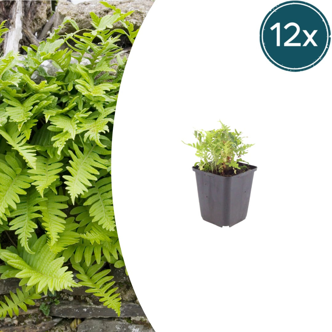 Polypodium vulgare Farn – 12 Pflanzen – Ø9cm – Höhe 10-25cm – Immergrüner Gartenfarn – Winterhart – Für Schattenbeet, Unterpflanzung & Naturgarten - Oasis of Life