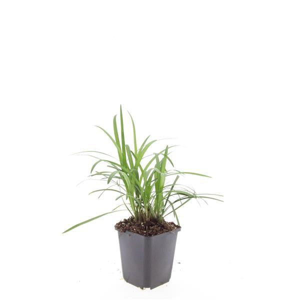 Liriope muscari 'Monroe White' – Immergrüne Rand- & Bodendeckerpflanze – 24 Pflanzen - Ø9cm x ↕10–25cm – Weiße Blüten – Für Sonne & Schatten – Pflegeleicht & winterhart 