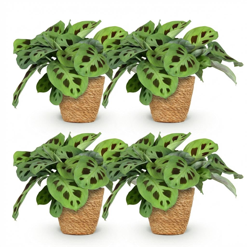 Green boutiQ - Zimmerpflanze - Maranta Fascinator Kerchoveana - Zebrapflanze - Haustierfreundliche Pflanze - Grün - 4 Pflanzen - mit Korb - Topf 12cm - Höhe 25cm 