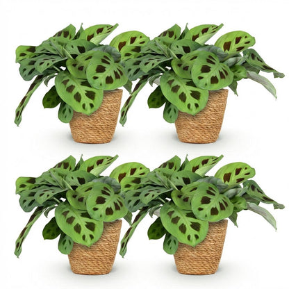 Green boutiQ - Zimmerpflanze - Maranta Fascinator Kerchoveana - Zebrapflanze - Haustierfreundliche Pflanze - Grün - 4 Pflanzen - mit Korb - Topf 12cm - Höhe 25cm 