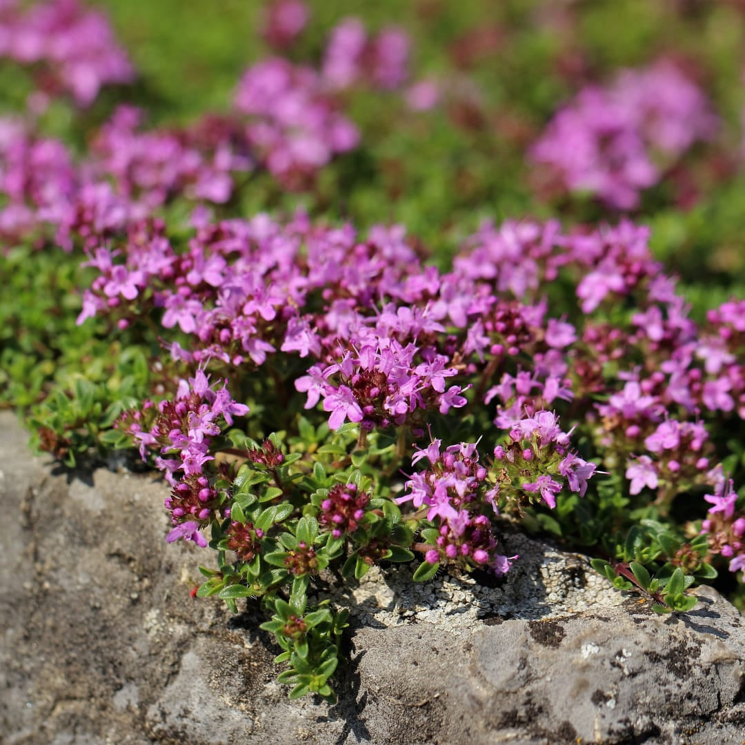 Thymian Thymus praecox Coccineus Bodendecker – 6 Pflanzen – Ø9cm – Höhe 10-25cm – Rosa Rot blühender Polsterthymian – Winterhart – Für Steingarten & Beet - Oasis of Life
