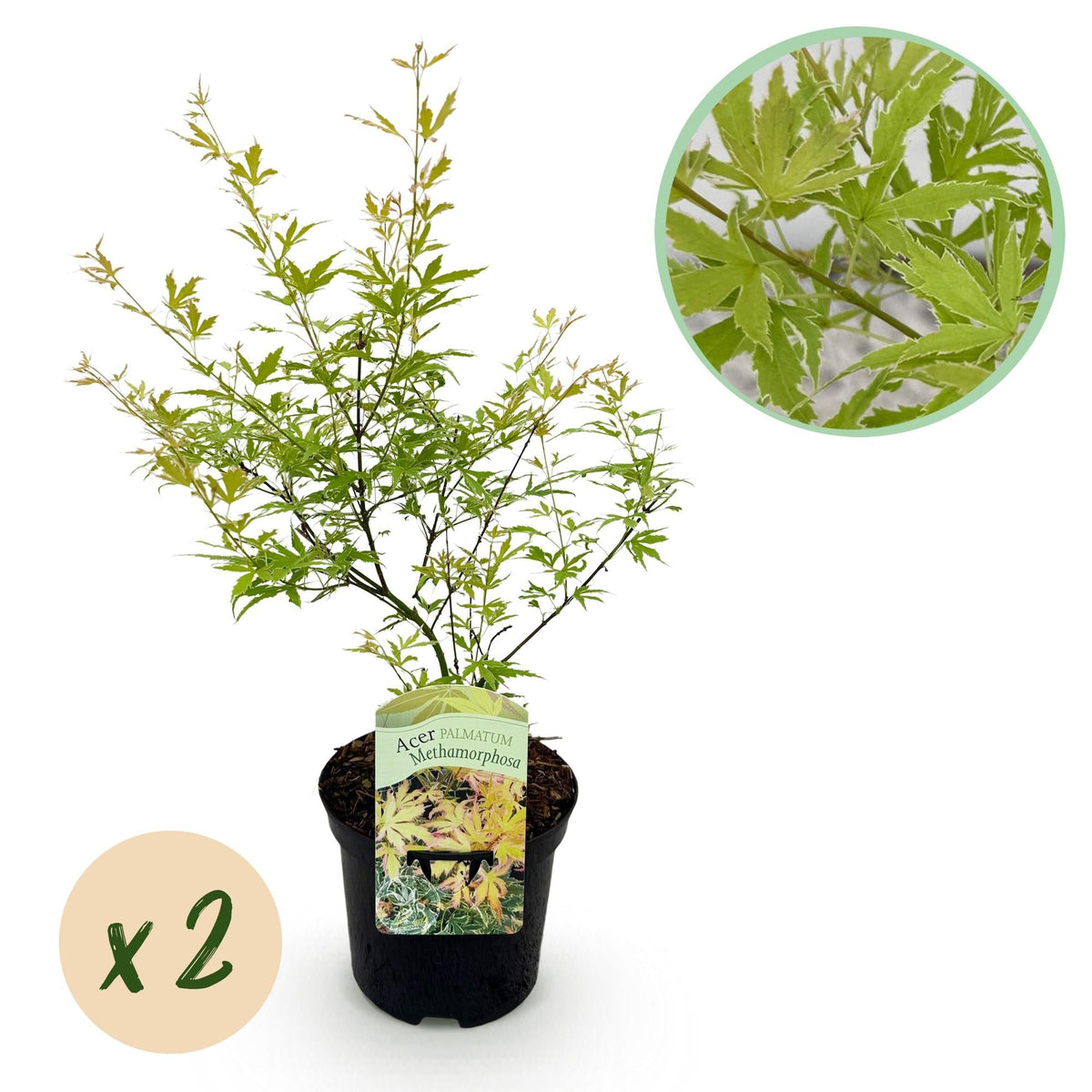 Japanischer Ahorn – Acer palmatum 'Methamorphosa' – 2 Pflanzen – ca. 70 cm hoch – Topf Ø19 cm – grünes Laub mit Farbwechsel – Balkon- & Gartenpflanze 