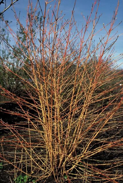Roter Hartriegel – Cornus sanguinea 'Midwinter Fire' – ↑10-25cm – Ø9cm – 6 Pflanzen – Winterharter Zierstrauch, Leuchtende Zweige, Pflegeleicht 