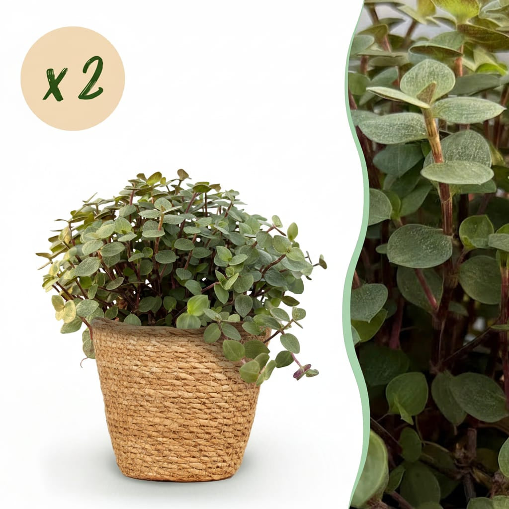 Green boutiQ - Zimmerpflanze - Calissia repens - Katzengras - Haustierfreundlich - Grün - 2 Pflanzen - mit Korb - Topf 12cm - Höhe 17-20cm 