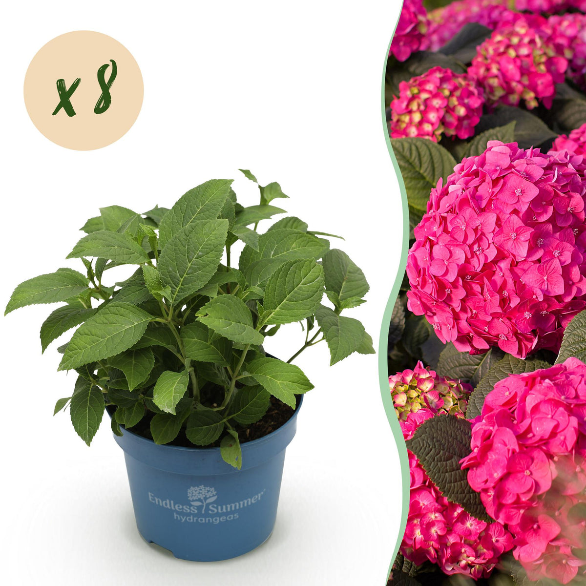 Hortensie Hydrangea Endless Summer Summer Love Red 8er Set – winterhart rot – 14cm – Höhe 20-25cm – blüht an altem & neuem Holz – für Beet, Hecke, Terrasse & Balkon 