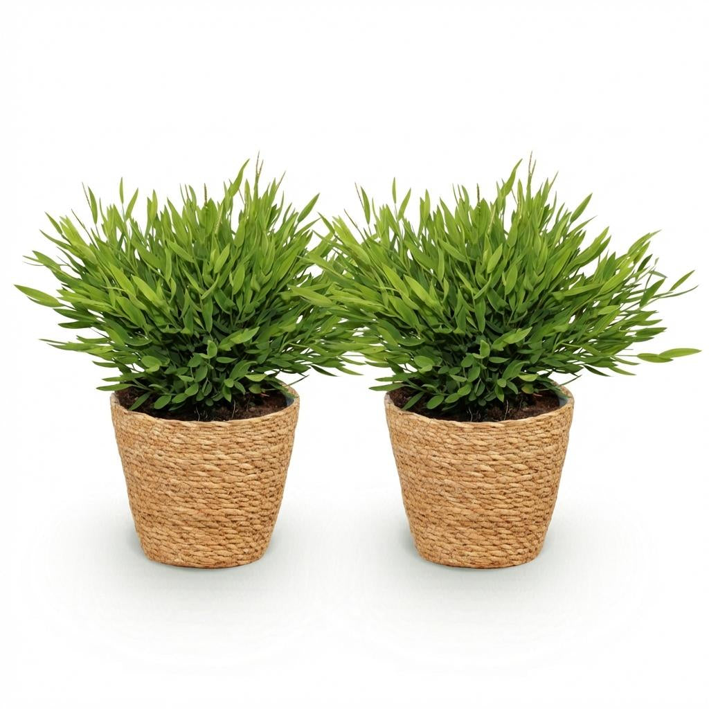 Green boutiQ - Zimmerpflanze - Bamusa Pogonatherum Monica - Bambusgras - Haustierfreundliche Pflanze - Grün - 2 Pflanzen - mit Korb - Topf 12cm - Höhe 20cm 