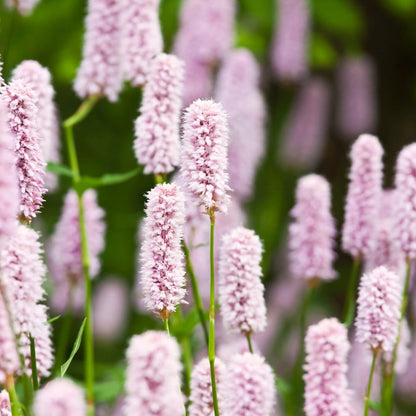 Persicaria bistorta Rosa blühende Staude Ø9cm 6 Stück