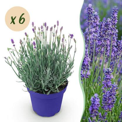 Green boutiQ - Gartenpflanze - Lavandula angustifolia Hidcote - Lavendel - Winterhart - Lila - 6 Pflanzen - Topf 12cm - Höhe 15-25cm 