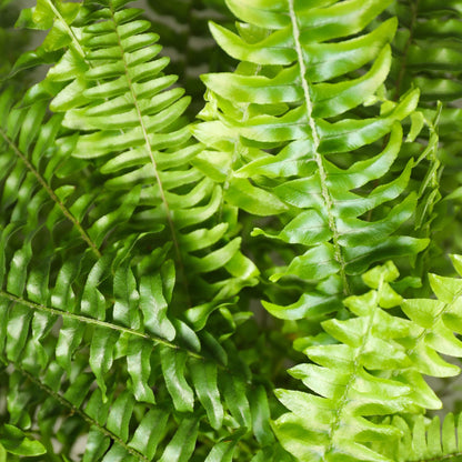 Green boutiQ - Zimmerpflanze - Nephrolepsis exaltata Green Lady - Farn - Haustierfreundliche Pflanze - Grün - 1 Pflanze - mit Korb - Topf 12cm - Höhe 25cm 