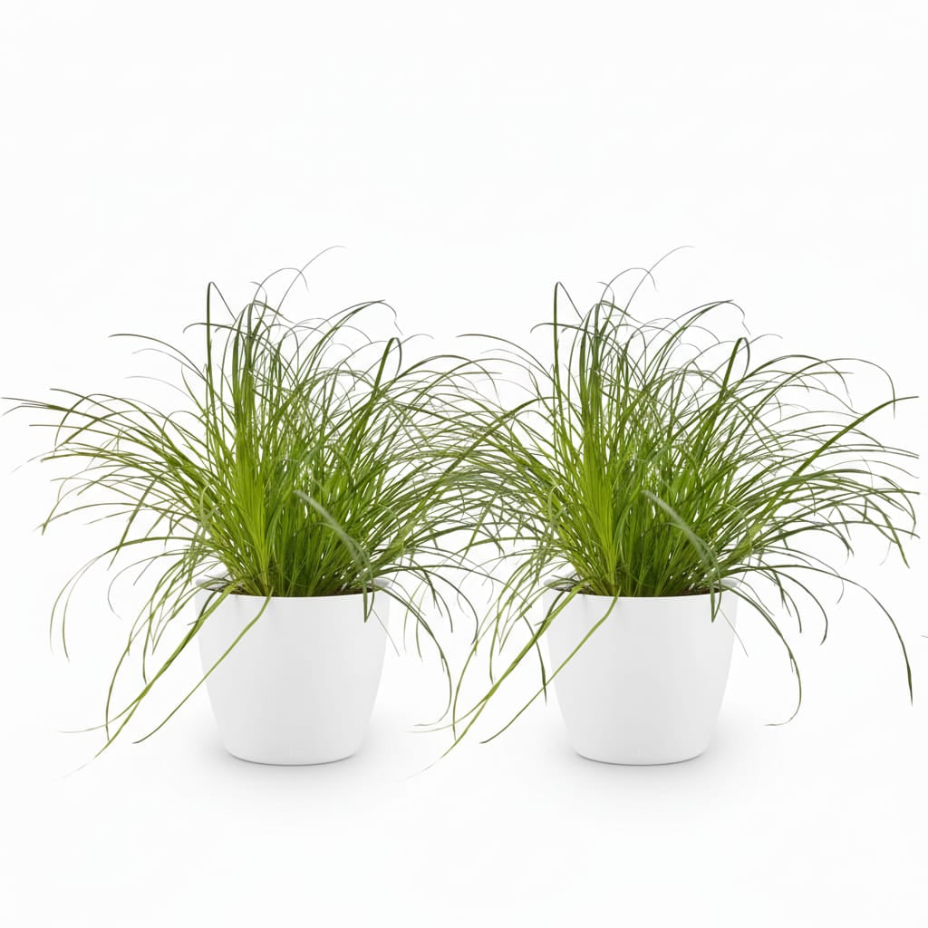 Green boutiQ - Zimmerpflanze - Cyperus alternifolius Zumula - Katzenpflanze - Haustierfreundliche Pflanze - Grün - 2 Pflanzen - mit Potter Weiß - Topf 12cm - Höhe 20cm 