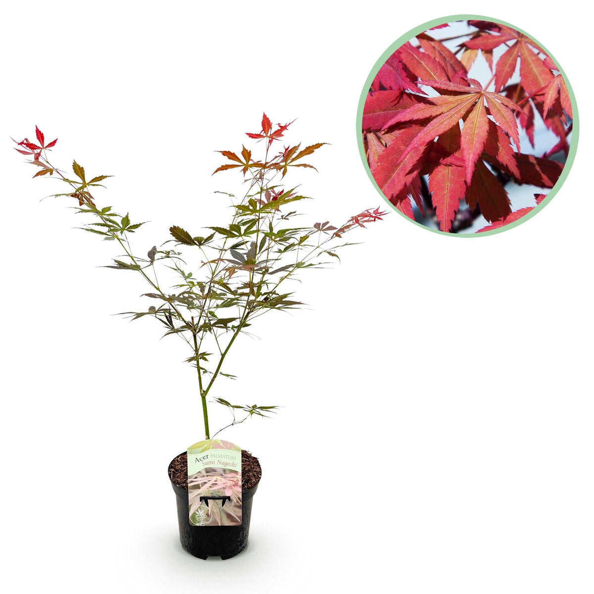Japanischer Ahorn Acer palmatum 'Sumi-nagashi' – Roter Zierahorn – Balkon- & Terrassenpflanze – Ø19 cm Topf – Ca. 70 cm hoch – Eleganter Fächerahorn mit glänzend dunkelrotem Laub 
