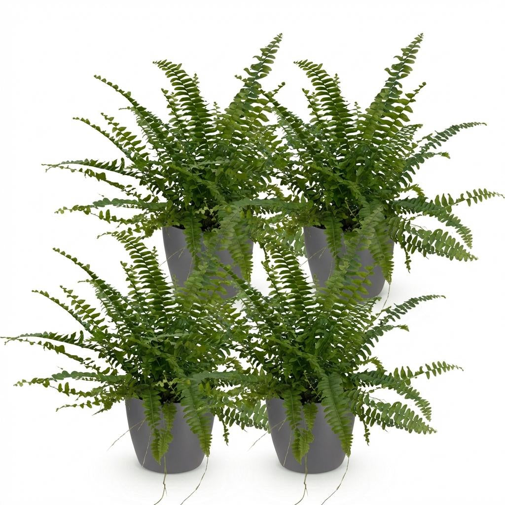 Green boutiQ - Zimmerpflanze - Nephrolepsis exaltata Green Lady - Farn - Haustierfreundliche Pflanze - Grün - 4 Pflanzen - mit Potter Grau - Topf 12cm - Höhe 25cm 