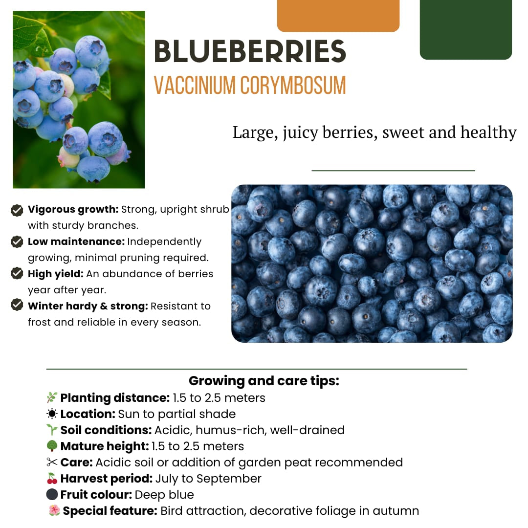 Vaccinium corymbosum – Bio-Heidelbeere – Ø13cm – ↕20cm – 3 Pflanzen – Biologische Heidelbeerpflanzen – Für Garten, Balkon & Terrasse 