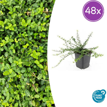 Euonymus fortunei 'Minimus' – Bodendecker – 48 Pflanzen – Ø9cm – ↕10–25cm – Immergrün & winterhart – Für Schatten & Halbschatten 