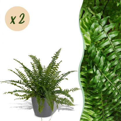Green boutiQ - Zimmerpflanze - Nephrolepsis exaltata Green Lady - Farn - Haustierfreundliche Pflanze - Grün - 2 Pflanzen - mit Potter Grau - Topf 12cm - Höhe 25cm 